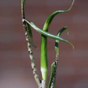 Image of Arisaema grapsospadix  Hayata.