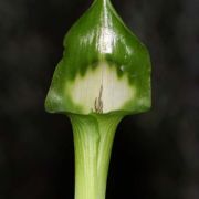 Image of Arisaema grapsospadix  Hayata.