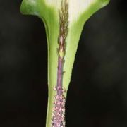 Image of Arisaema grapsospadix  Hayata.