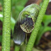 Image of Arisaema griffithii  Schott.