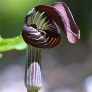 Image of Arisaema iyoanum ssp. nakaianum (Kitag. & Ohba) H. Ohashi & J. Murata.