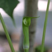 Image of Arisaema jinshajiangense  H. Li.