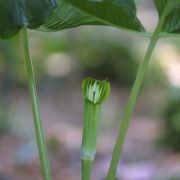 Image of Arisaema jinshajiangense  H. Li.