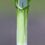 Image of Arisaema jinshajiangense  H. Li.