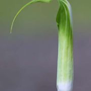 Image of Arisaema jinshajiangense  H. Li.