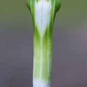 Image of Arisaema jinshajiangense  H. Li.