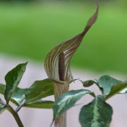 Image of Arisaema kishidae  Makino ex Nakai.