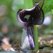 Image of Arisaema kiushianum  Makino.