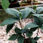 Image of Arisaema laminatum  Blume.