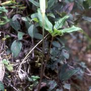 Image of Arisaema leschenaultii  Bl..