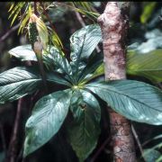 Image of Arisaema leschenaultii  Bl..