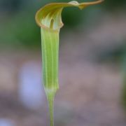 Image of Arisaema lobatum  Engl..