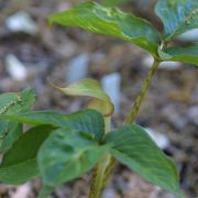 Image of Arisaema lobatum  Engl..