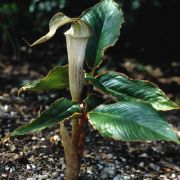 Image of Arisaema lobatum  Engl..