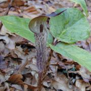 Image of Arisaema lobatum  Engl..