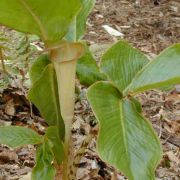 Image of Arisaema lobatum  Engl..