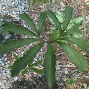 Image of Arisaema macrospathum  Benth..