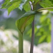 Image of Arisaema macrospathum  Benth..