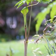 Image of Arisaema macrospathum  Benth..