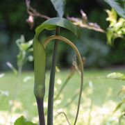 Image of Arisaema macrospathum  Benth..