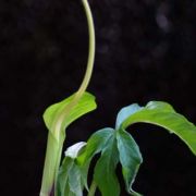 Image of Arisaema macrospathum  Benth..