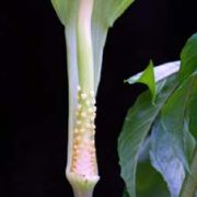 Image of Arisaema macrospathum  Benth..