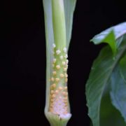 Image of Arisaema macrospathum  Benth..