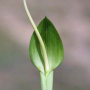 Image of Arisaema macrospathum  Benth..