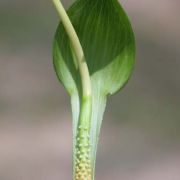 Image of Arisaema macrospathum  Benth..