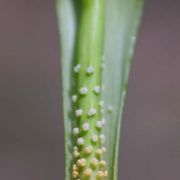 Image of Arisaema macrospathum  Benth..