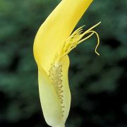 Image of Arisaema maxwellii  .