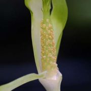 Image of Arisaema maxwellii  Hett. & G. Gusman.