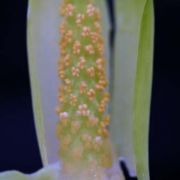 Image of Arisaema maxwellii  Hett. & G. Gusman.