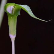 Image of Arisaema maxwellii  Hett. & G. Gusman.