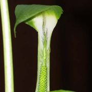 Image of Arisaema maxwellii  Hett. & G. Gusman.