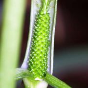 Image of Arisaema maxwellii  Hett. & G. Gusman.