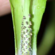 Image of Arisaema maxwellii  Hett. & G. Gusman.