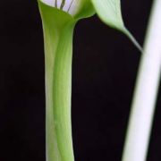 Image of Arisaema maxwellii  Hett. & G. Gusman.