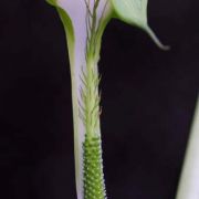 Image of Arisaema maxwellii  Hett. & G. Gusman.