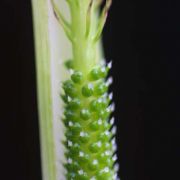 Image of Arisaema maxwellii  Hett. & G. Gusman.