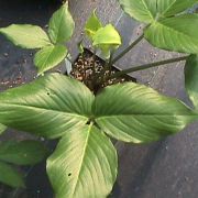 Image of Arisaema maxwellii  Hett. & G. Gusman.