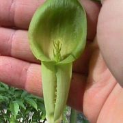 Image of Arisaema maxwellii  Hett. & G. Gusman.