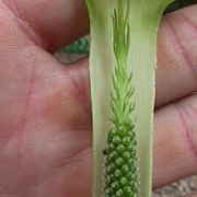 Image of Arisaema maxwellii  Hett. & G. Gusman.