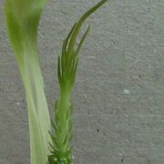 Image of Arisaema maxwellii  Hett. & G. Gusman.