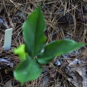 Image of Arisaema maxwellii  Hett. & G. Gusman.