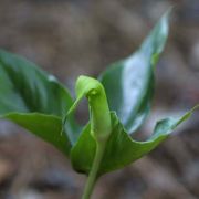 Image of Arisaema maxwellii  Hett. & G. Gusman.