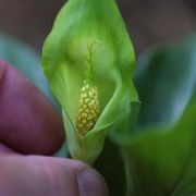 Image of Arisaema maxwellii  Hett. & G. Gusman.