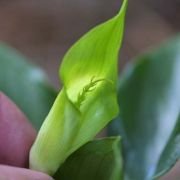 Image of Arisaema maxwellii  Hett. & G. Gusman.