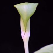 Image of Arisaema maxwellii  Hett. & G. Gusman.