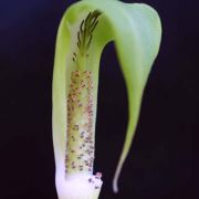 Image of Arisaema maxwellii  Hett. & G. Gusman.